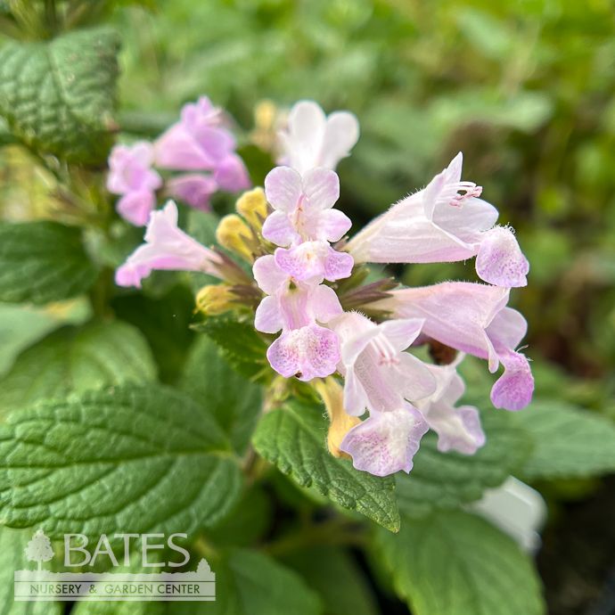 QP Nepeta sub Pink Dreams/ Catmint