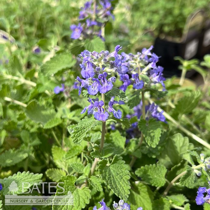 #1 Nepeta race Little Titch/ Purple Catmint