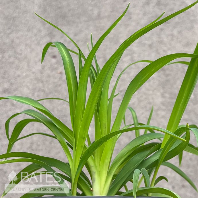 #1 Hemerocallis Ming Toy/ Red Daylily