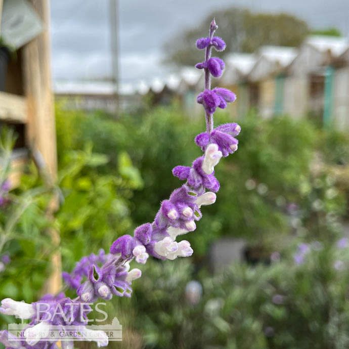 Tropical #1 Salvia leucantha/ Mexican Bush Sage - No Warranty