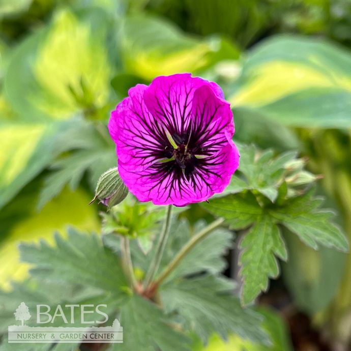 #1 Geranium x Dark Eyes/ Purple Cranesbill