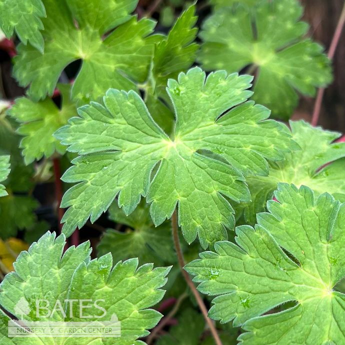 #1 Geranium wall Mary Anne/ Purple Cranesbill