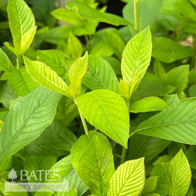 #3 Clethra alnifolia Pink Spire/ Summersweet Native (TN)