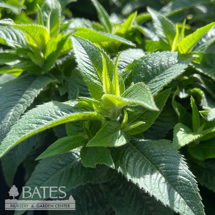 #1 Monarda did Pocahontas Purple/ Beebalm Native (TN)
