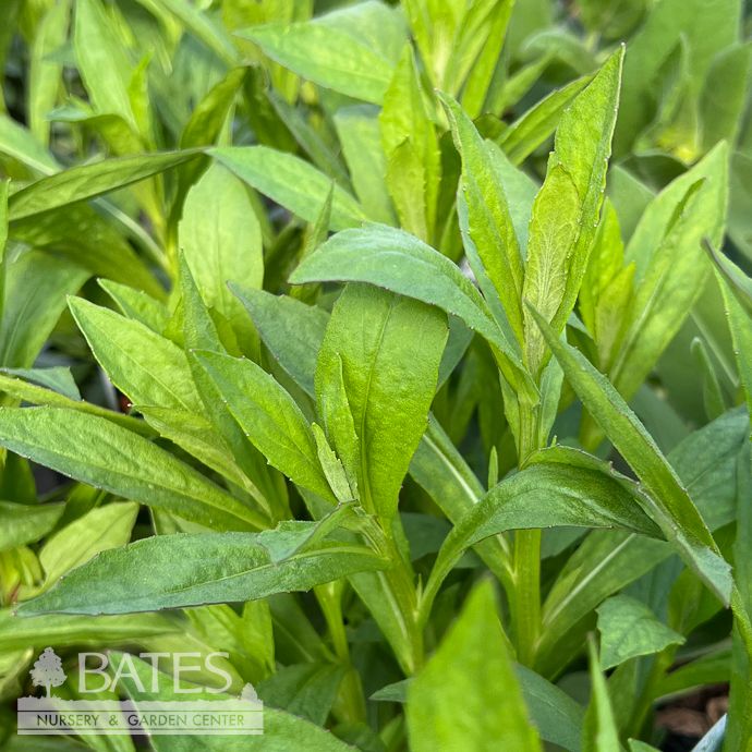 #1 Helenium x Mardi Gras/ Yellow, Red Sneezeweed