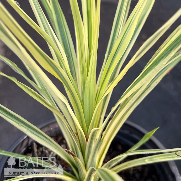 Tropical #1 Cordyline Lime Passion
