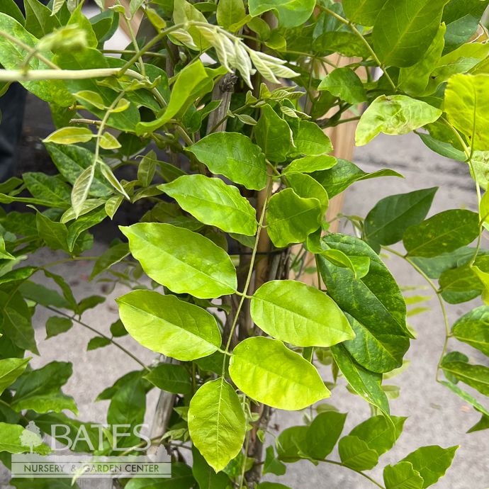 #2 Wisteria brach Shiro Kapitan Fuji/ White Silky Japanese