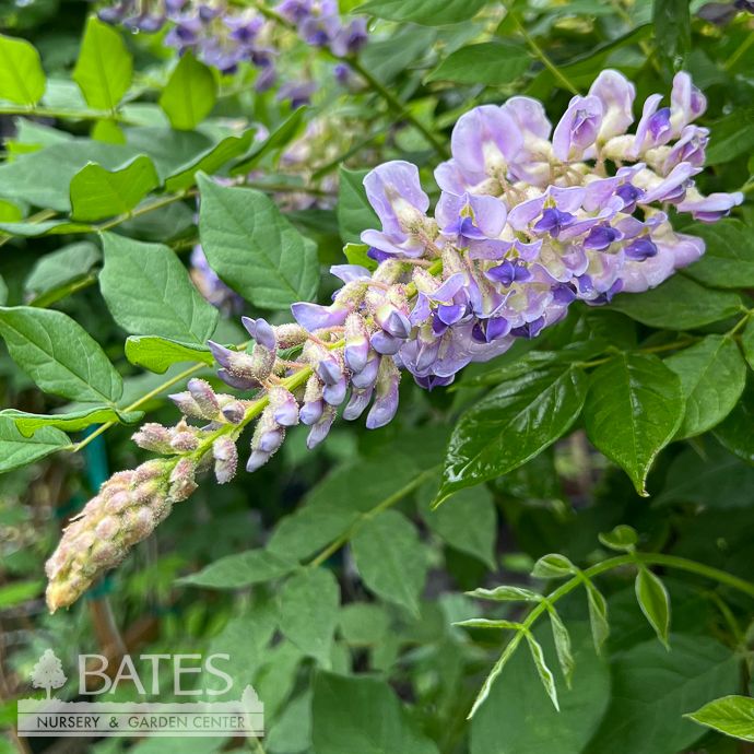 #2 Wisteria macro Blue Moon/ Kentucky Native (TN)