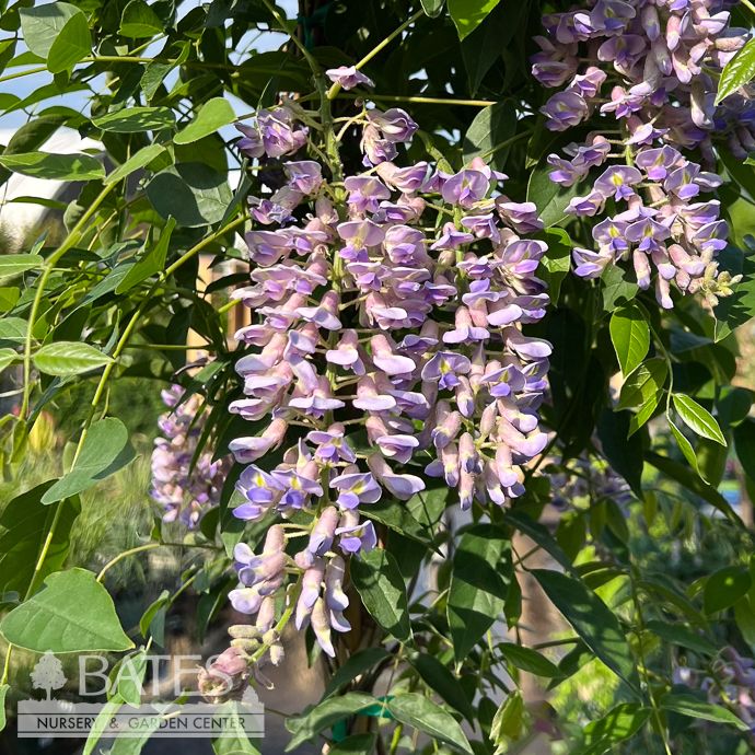 #3 Wisteria macro Summer Cascade/ Purple Native (TN)