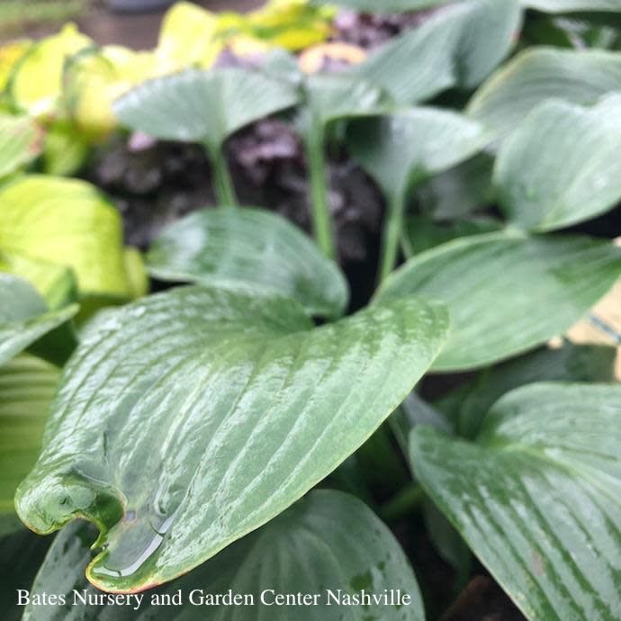 #1 Hosta Blue Angel/ Blue-Green
