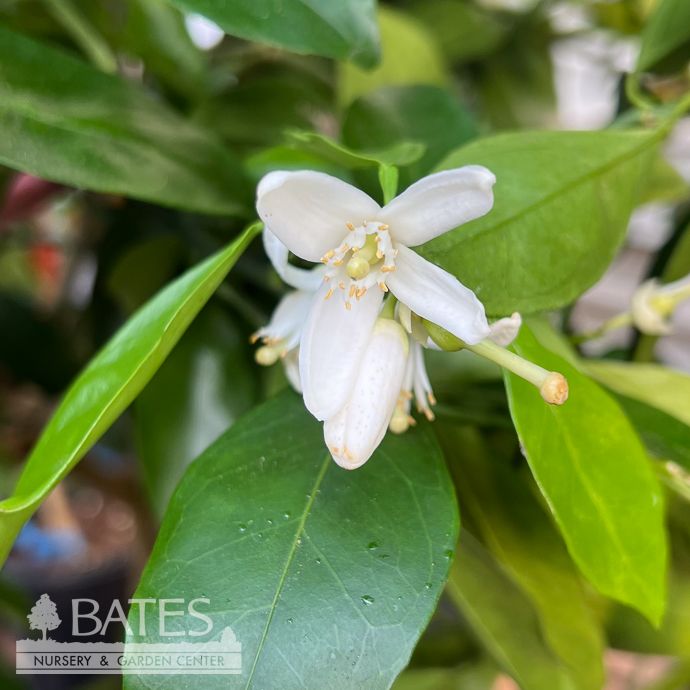 Edible 12p!/#5 Citrus Orange Navel Dwarf STD /Tropical - No Warranty