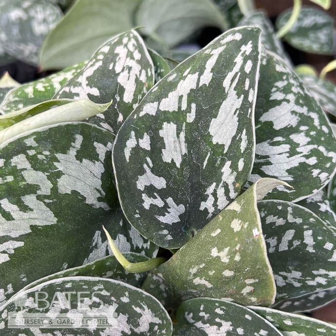 6hb! Scindapsus pictus Silvery Ann Hanging Basket/Tropical