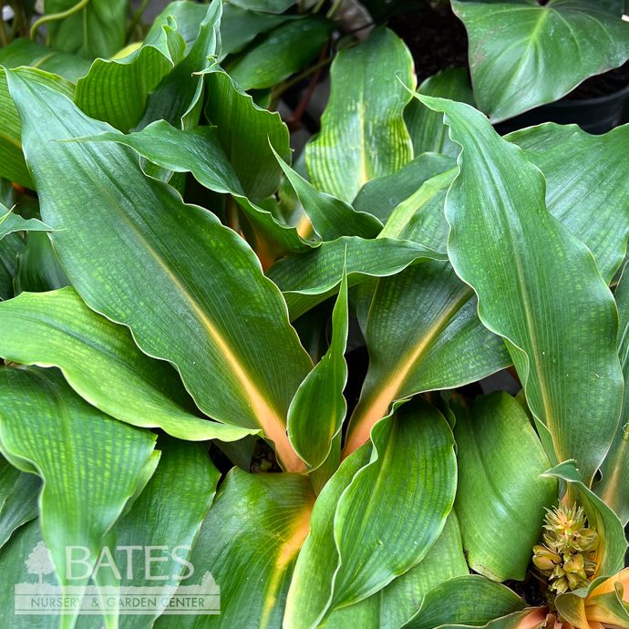 4p! Chlorophytum Orange Glow /Spider Plant /Tropical