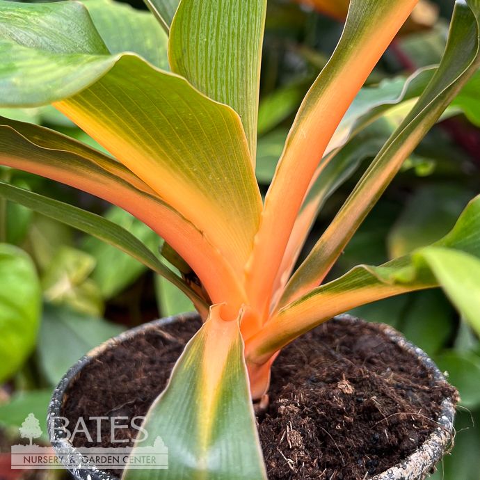 4p! Chlorophytum Orange Glow /Spider Plant /Tropical