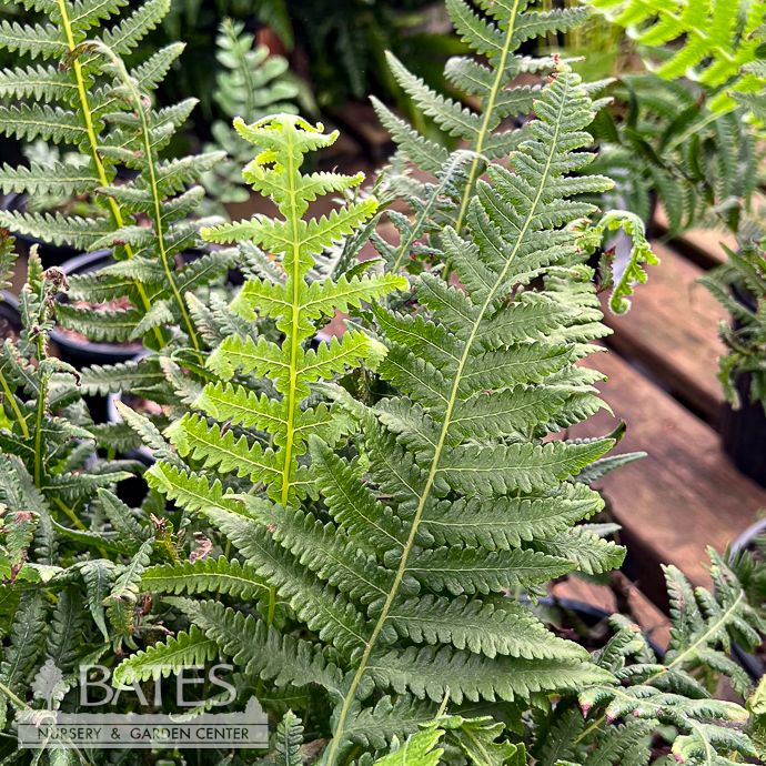 #1 Thelypteris decur-pinnata/ Japanese Beech Fern