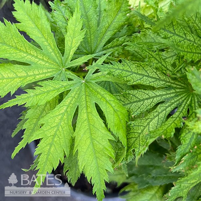 #3 Acer pal Sister Ghost/ Variegated Japanese Maple