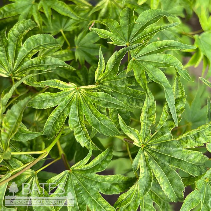 #3 Acer pal Ikandi/ Pink Variegated Japanese Maple