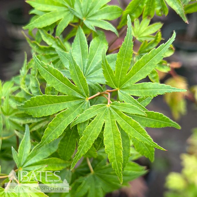 #3 Acer pal Ikandi/ Pink Variegated Japanese Maple