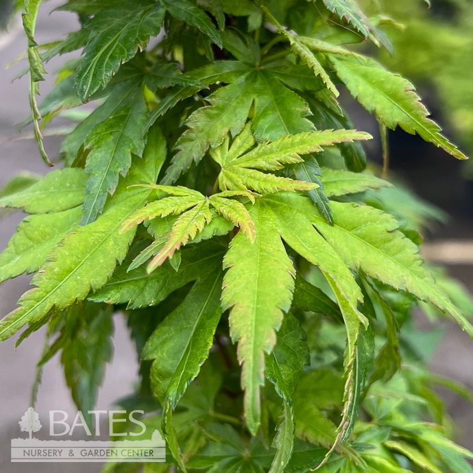 #3 Acer pal Cosmos/ Variegated Japanese Maple