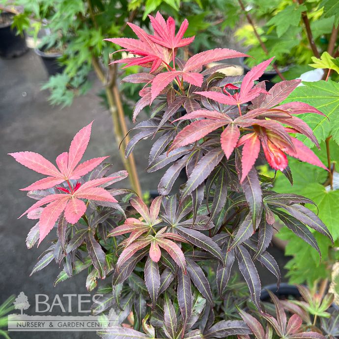 #3 Acer pal Alpine Sunrise/ Dwarf Red Japanese Maple