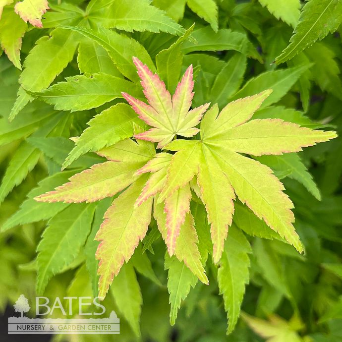 #3 Acer pal Orange Dream/ Yellow-Green Upright Japanese Maple
