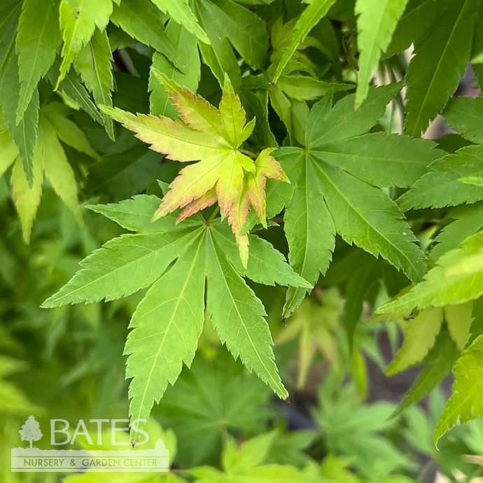 #3 Acer pal Orange Dream/ Yellow-Green Upright Japanese Maple