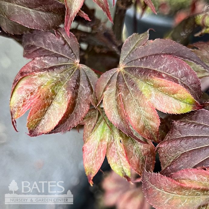 #3 Acer pal Ruslyn in the Pink/ Dwarf Upright Red Japanese Maple
