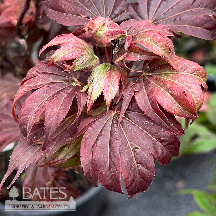 #3 Acer pal Ruslyn in the Pink/ Dwarf Upright Red Japanese Maple