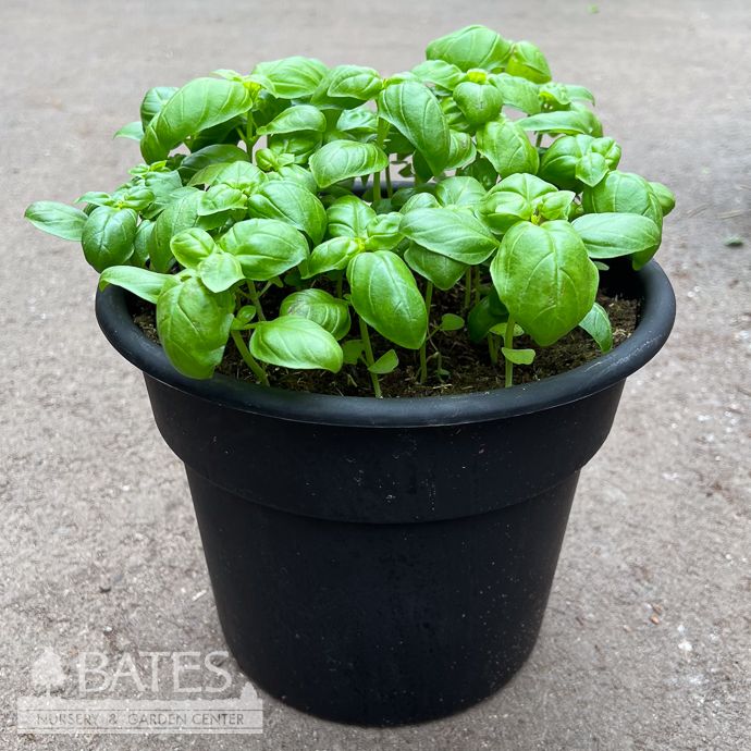 10P Basil Patio Pot