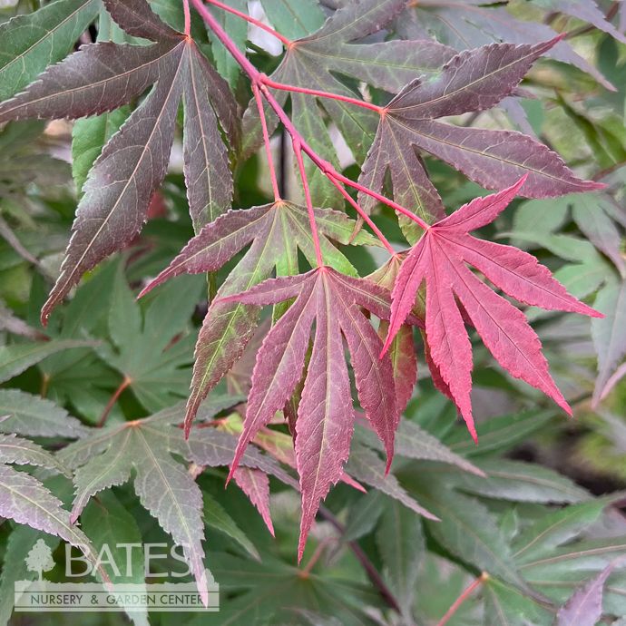 #5 Acer pal Crimson Prince/ Red Upright Japanese Maple
