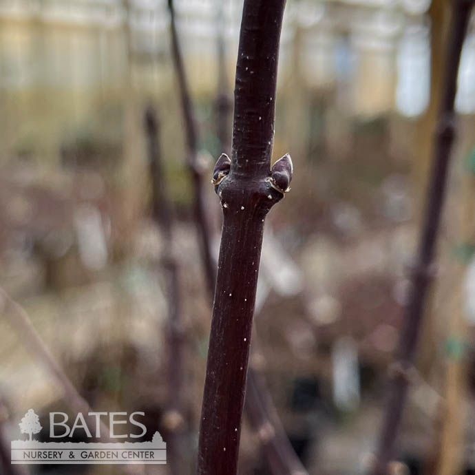 #5 Acer pal Crimson Prince/ Red Upright Japanese Maple
