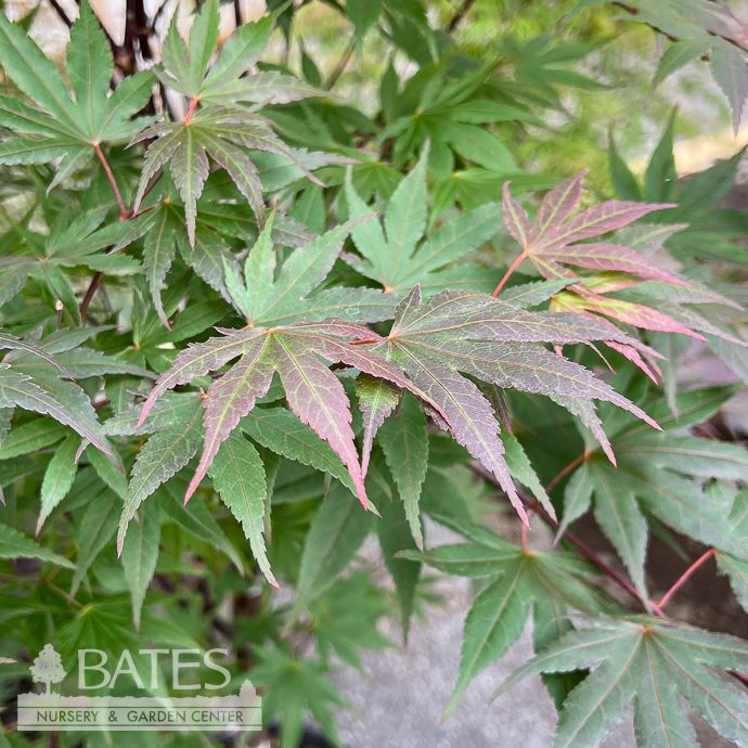 #5 Acer pal Crimson Prince/ Red Upright Japanese Maple