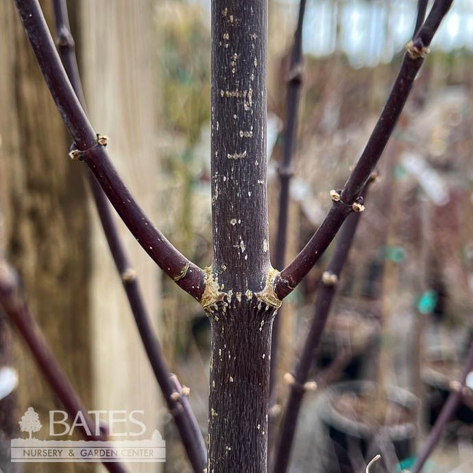 #5 Acer pal Crimson Prince/ Red Upright Japanese Maple
