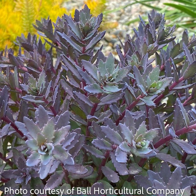 #1 Sedum SunSparkler &#39;Sapphire Tuffet&#39;/ Stonecrop