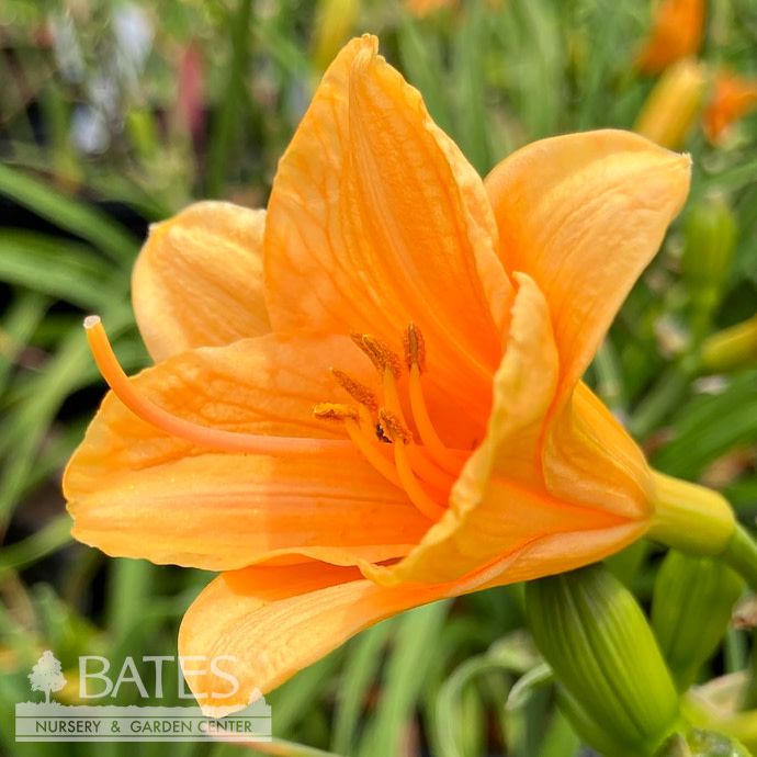 #1 Hemerocallis fulva Endlesslilly &#39;Orange&#39; / Daylily