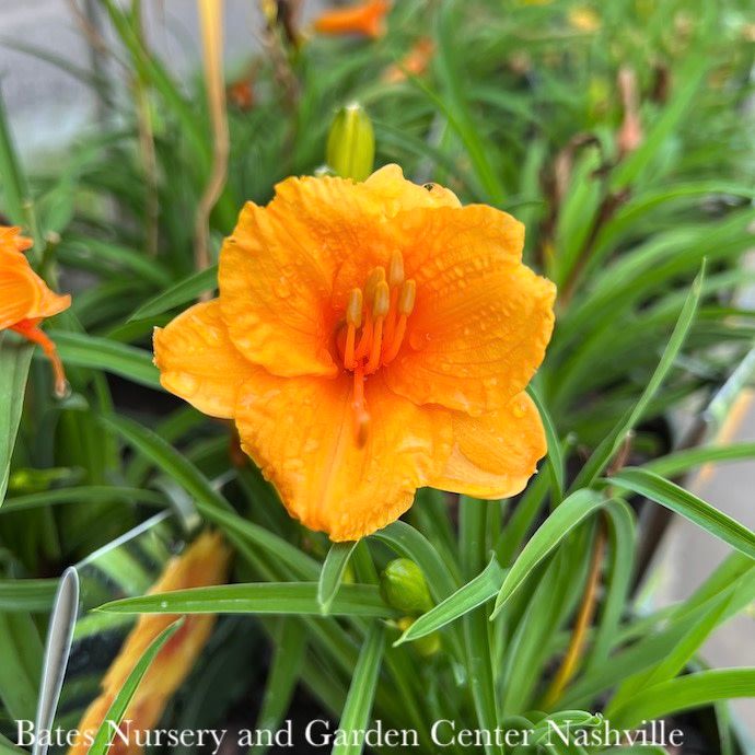 #1 Hemerocallis fulva Endlesslilly &#39;Orange&#39; / Daylily