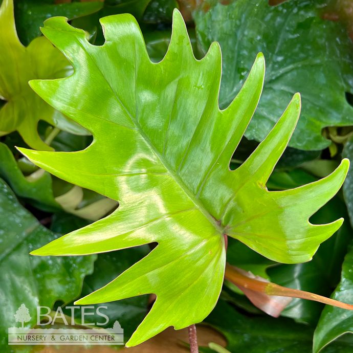 4p! Philodendron Mayoi /Tropical