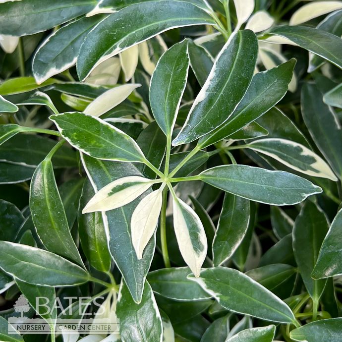 4p! Schefflera Arboricola Mini Variegated /Tropical
