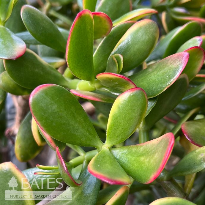 17p! Crassula Jade Sunset Stump /Jade Plant Succulent /Tropical