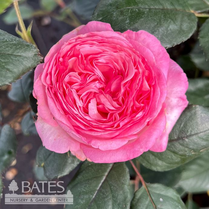 #5 STK Rosa Heavenly Ascent/ Pink Climbing Rose - No Warranty