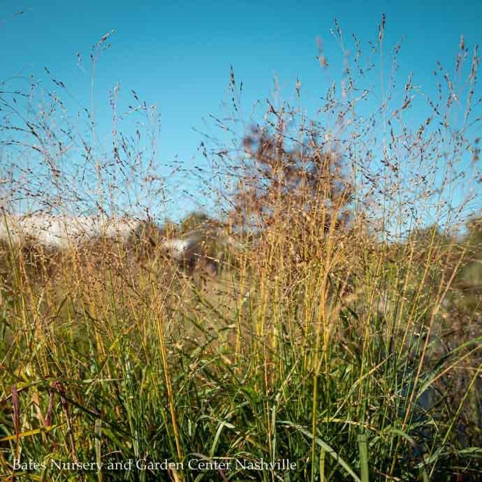 #2 Grass Panicum virg Shenandoah/ Switch Native (TN)