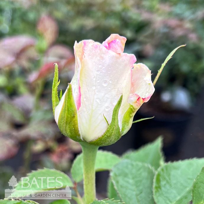 #3 Rosa Moonstone/ White Hybrid Tea Rose - No Warranty
