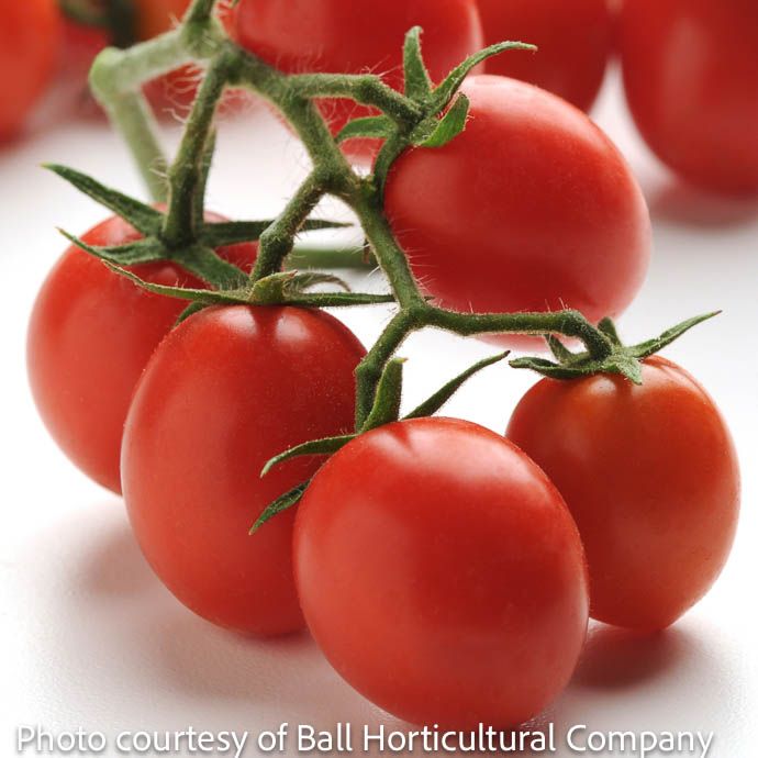10&quot; Hanging Basket Tomato