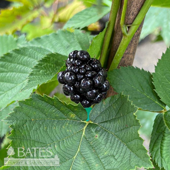 Edible #3 Rubus x Natchez/ Thornless Blackberry