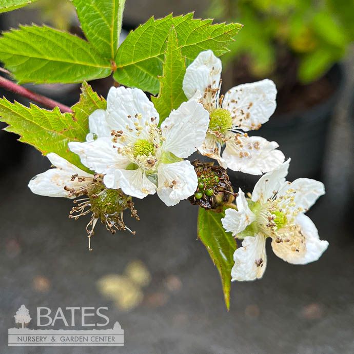 Edible #3 Rubus x Natchez/ Thornless Blackberry