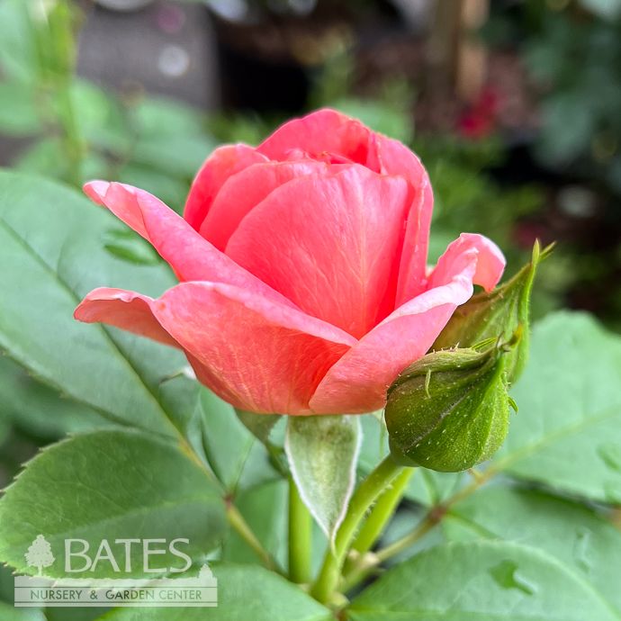 #3 Rosa Time After Time/ Pink Floribunda Rose - No Warranty