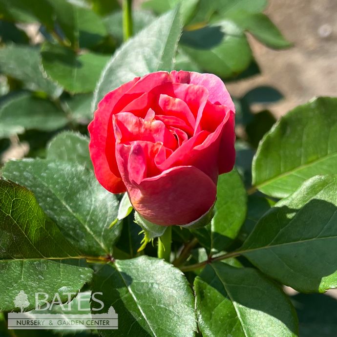 #3 Rosa Time After Time/ Pink Floribunda Rose - No Warranty