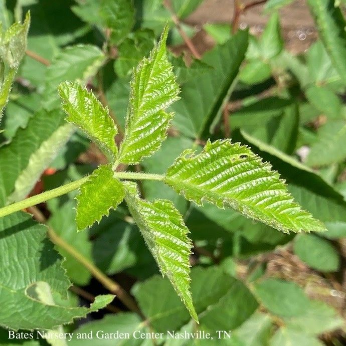 Edible #3 Rubus spp Ouachita/ Thornless Blackberry