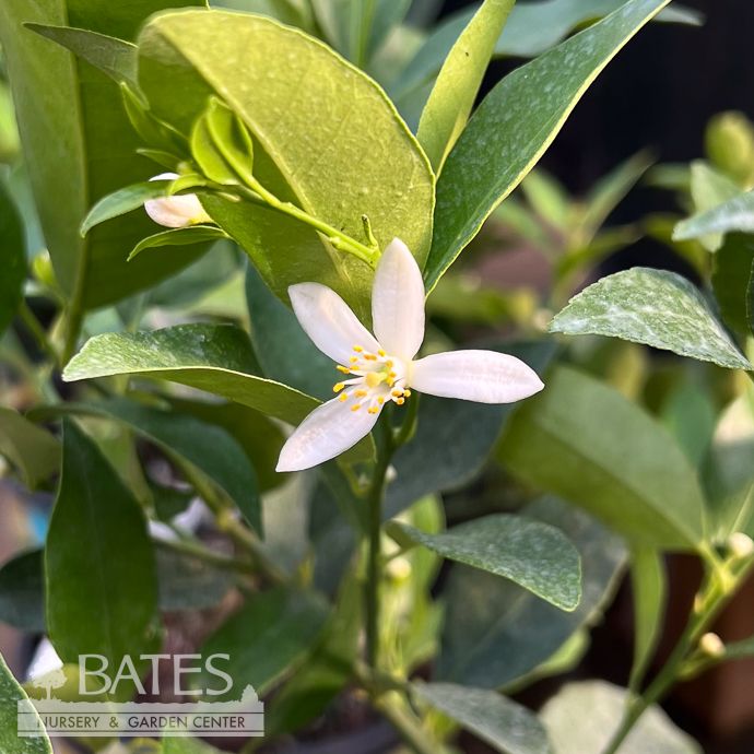 Tropical Edible 8p! Citrus Cocktail/ Lemon/ Lime BUSH - No Warranty