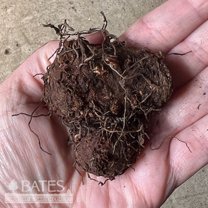 Bulb Caladium Fiesta #1 1ea